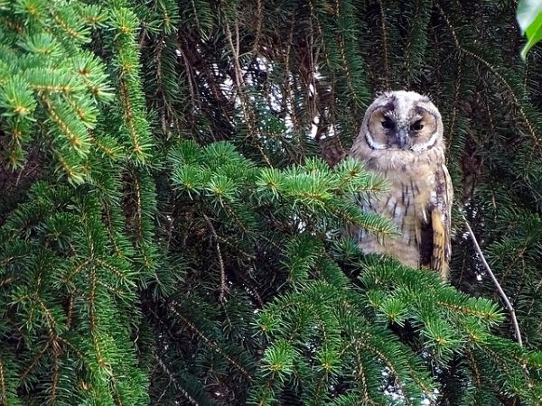 Winterse wandeling door Lisse