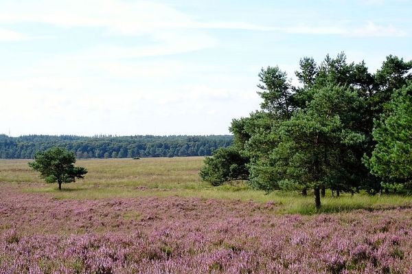 Fietsend over de Veluwe