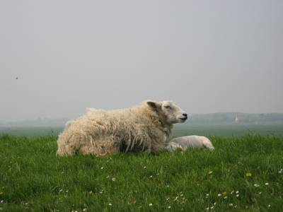 Wandelroute Schaapskooi Veluwezoom, bij Rheden