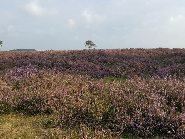 Nachtwandelroute Dwingelderveld, vlakbij Dwingeloo