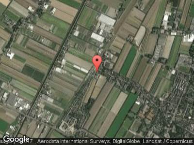 Bloembollen en weiland